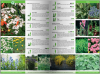 KATALOG BYLIN II Kwiaty, trawy i paprocie